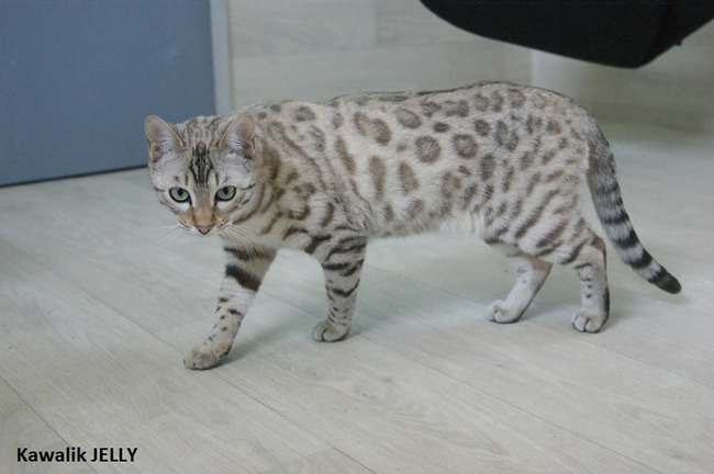 femelle bengal seal mink